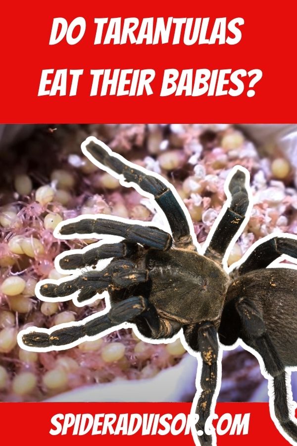 do tarantulas eat their babies