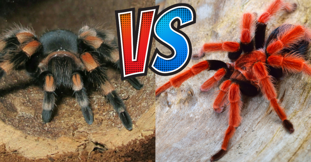 Discover What Is The Difference Between An Old World And A New World Tarantula Spider Advisor 