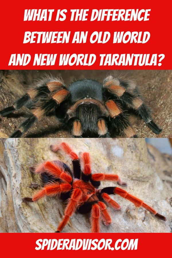 what is the difference between an old world and a new world tarantula