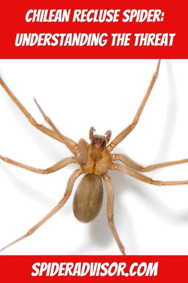 Chilean Recluse Spider