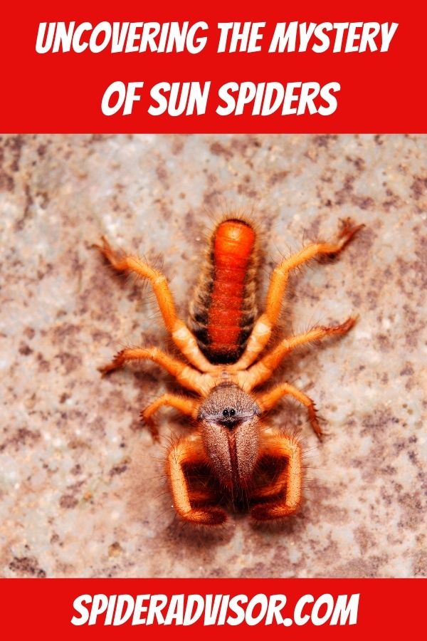 Uncovering the Mystery of Sun Spiders Facts, Characteristics, and Behaviour (3)