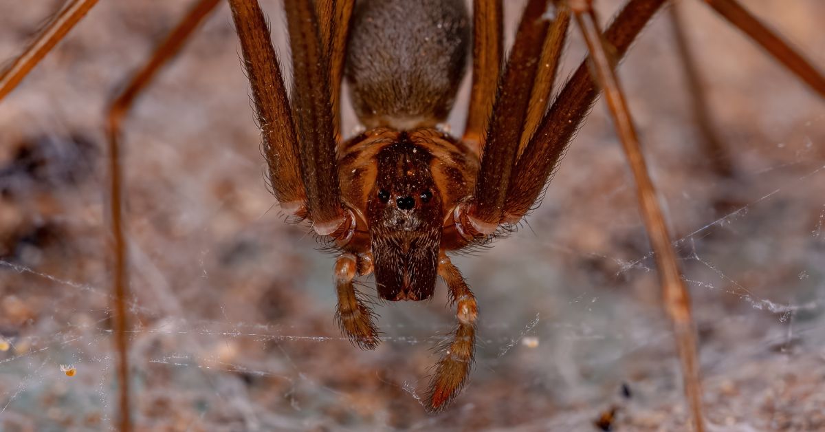 Chilean Recluse Spider: Understanding the Threat Spider Advisor