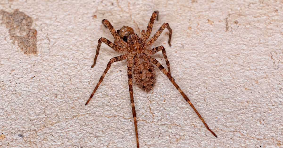 can a brazilian wandering spider kill you