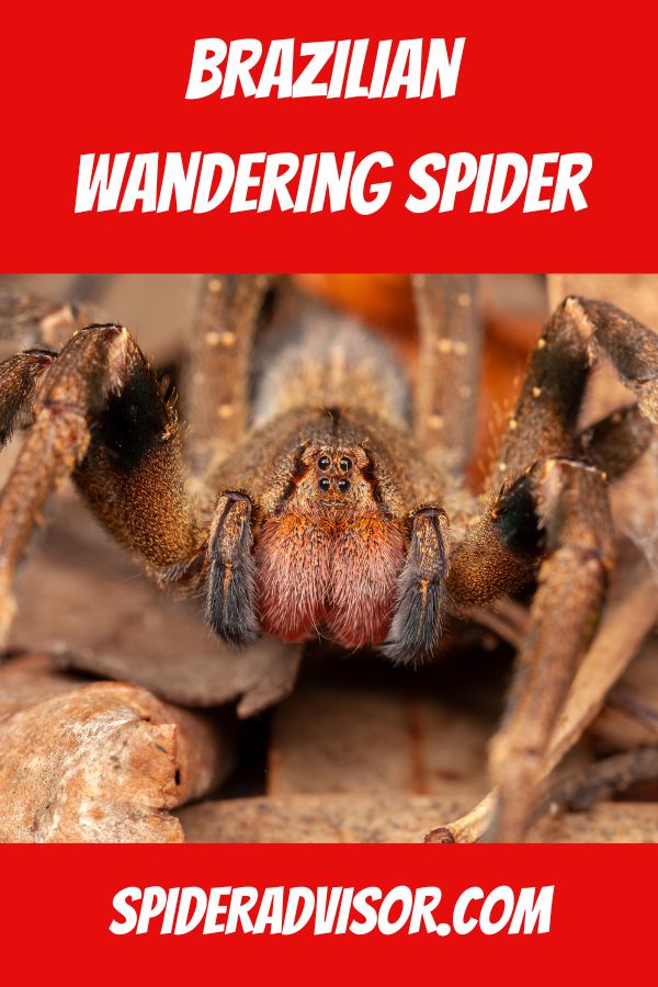 brazilian wandering spider