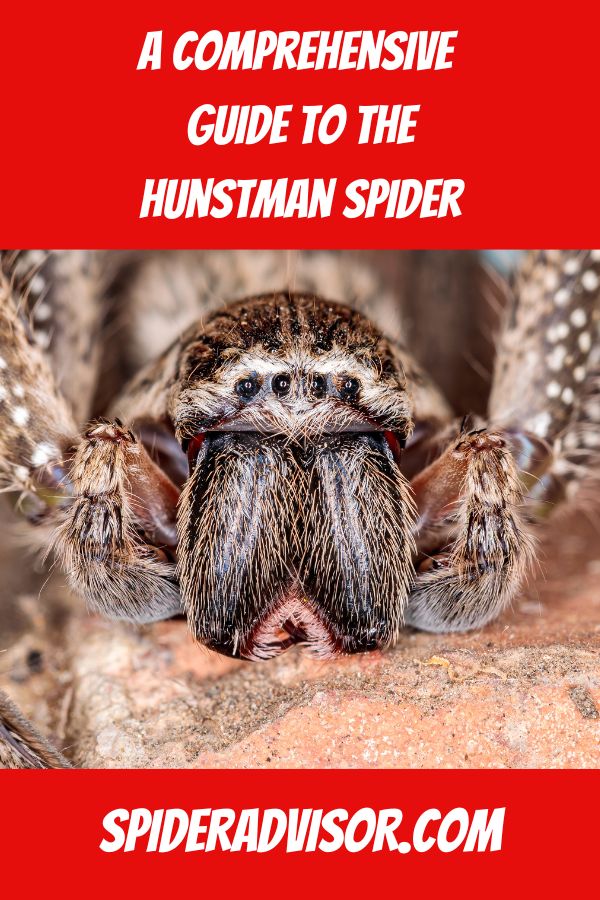 huntsman spider